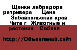 Щенки лабрадора ретривера ! › Цена ­ 25 000 - Забайкальский край, Чита г. Животные и растения » Собаки   